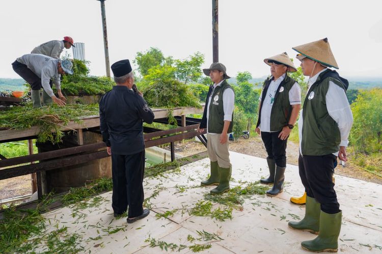 Alasan Menhut Raja Juli Minta Impor Daun Kayu Putih Indonesia Dibatasi