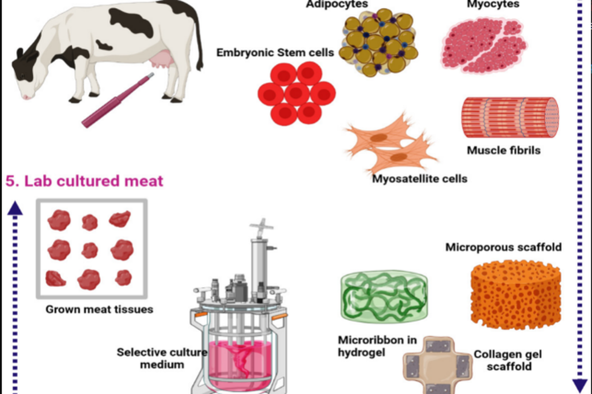 Contoh prinsip umum dalam proses pembuatan daging sintetis atau daging in vitro. 