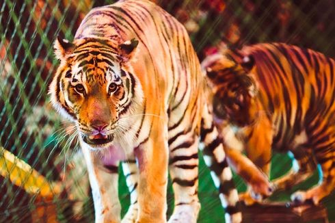 Harimau Kelaparan Berkeliaran di Desa di Jambi, BKSDA Minta Warga Waspada