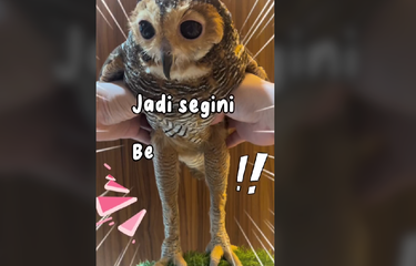 Viral, Video Burung Hantu Ternyata Mempunyai Kaki Panjang, Ini ...