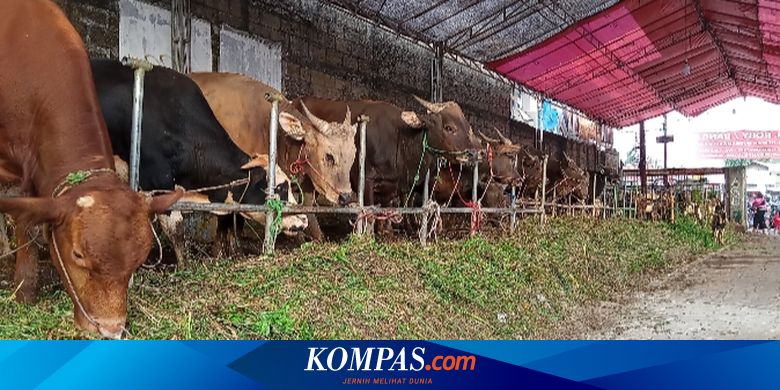 Wabah PMK, Jokowi Perintahkan Daerah Status Merah Terapkan Lockdown