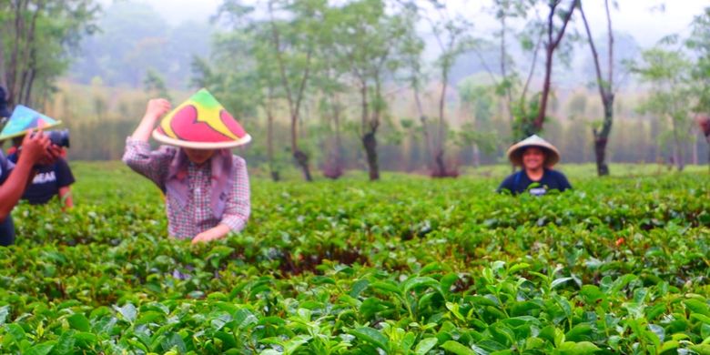 Suasana di Kebun Teh Wonosari, Lawang, Kabupaten Malang.