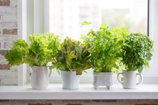 6 Cara Menanam Tanaman Herbal di Dalam Ruangan