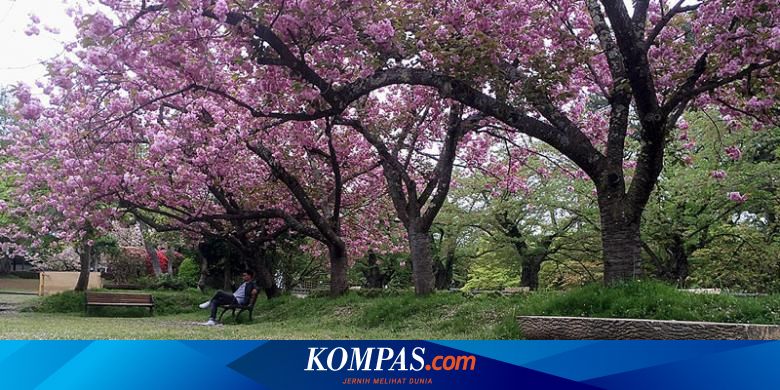 Tak Perlu Ke Jepang Ini 10 Tempat Melihat Sakura Di Thailand Halaman All Kompas Com