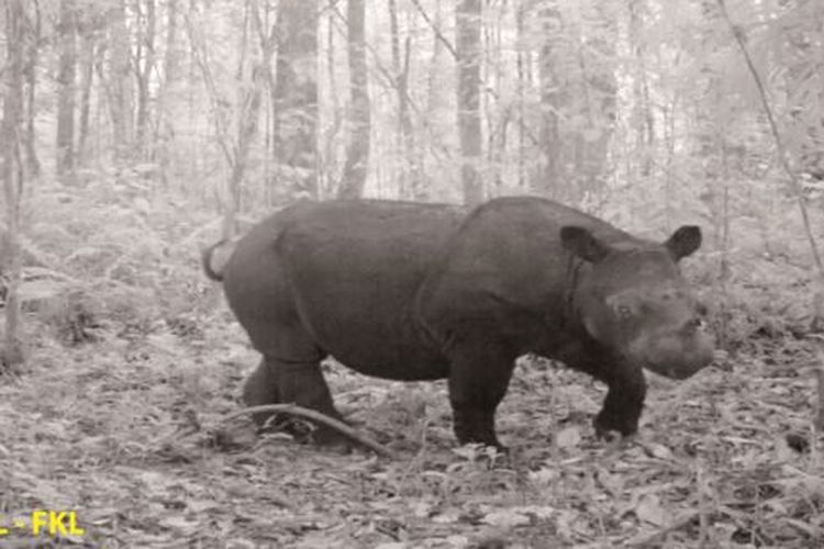 Badak Sumatera yang berhasil terekam camera trap di kawasan Taman Nasional Gunung Leuser, Aceh.