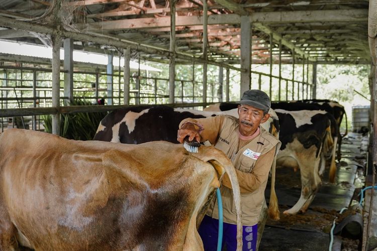 Sarihusada memperkuat pengembangan peternak dan koperasi lokal serta menerapkan praktik baik peternakan berkelanjutan dalam proses produksi susu.