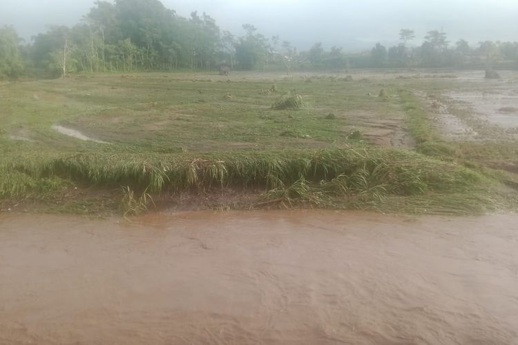 Banjir Lumajang: 60 Hektar Sawah Terendam, Petani Terancam Gagal Panen