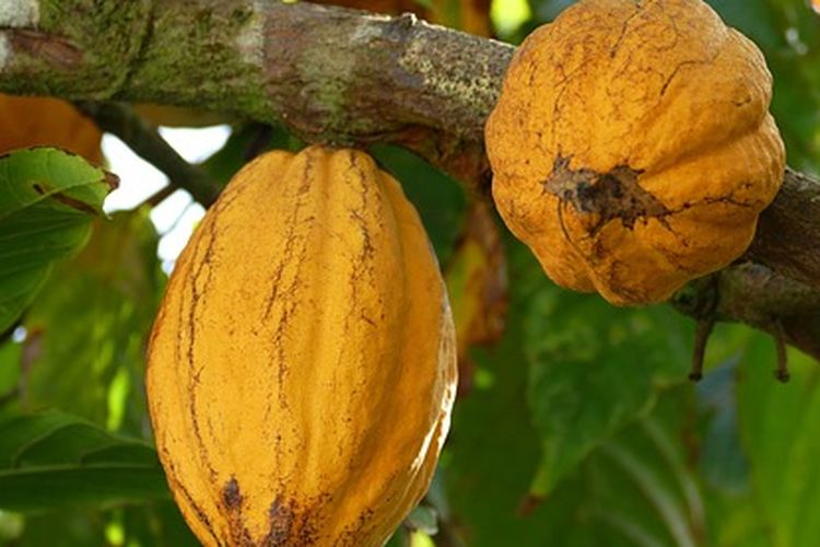 Tanaman kakao