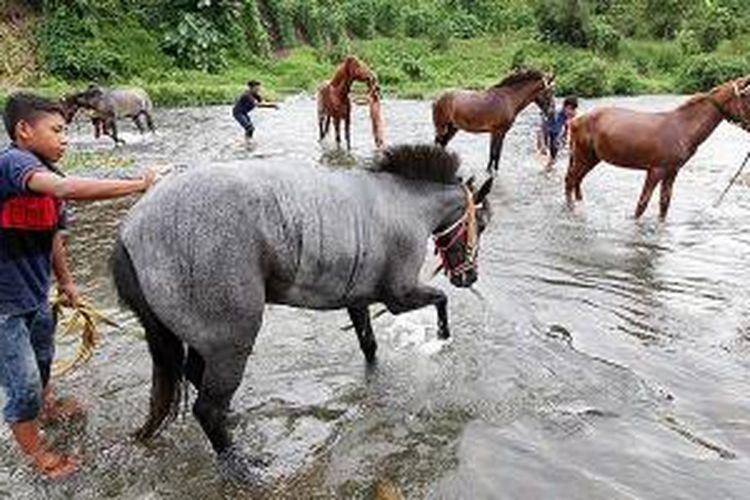 Para joki memandikan kudanya setelah lomba Pacuan Kuda Tradisional Gayo yang diselenggarakan untuk memperingati HUT Ke-70 RI dari 17-23 Agustus 2015 di Lapangan Pacuan Kuda Belang Bebangka, Kecamatan Pegasing, Kabupaten Aceh Tengah, Provinsi Aceh. 