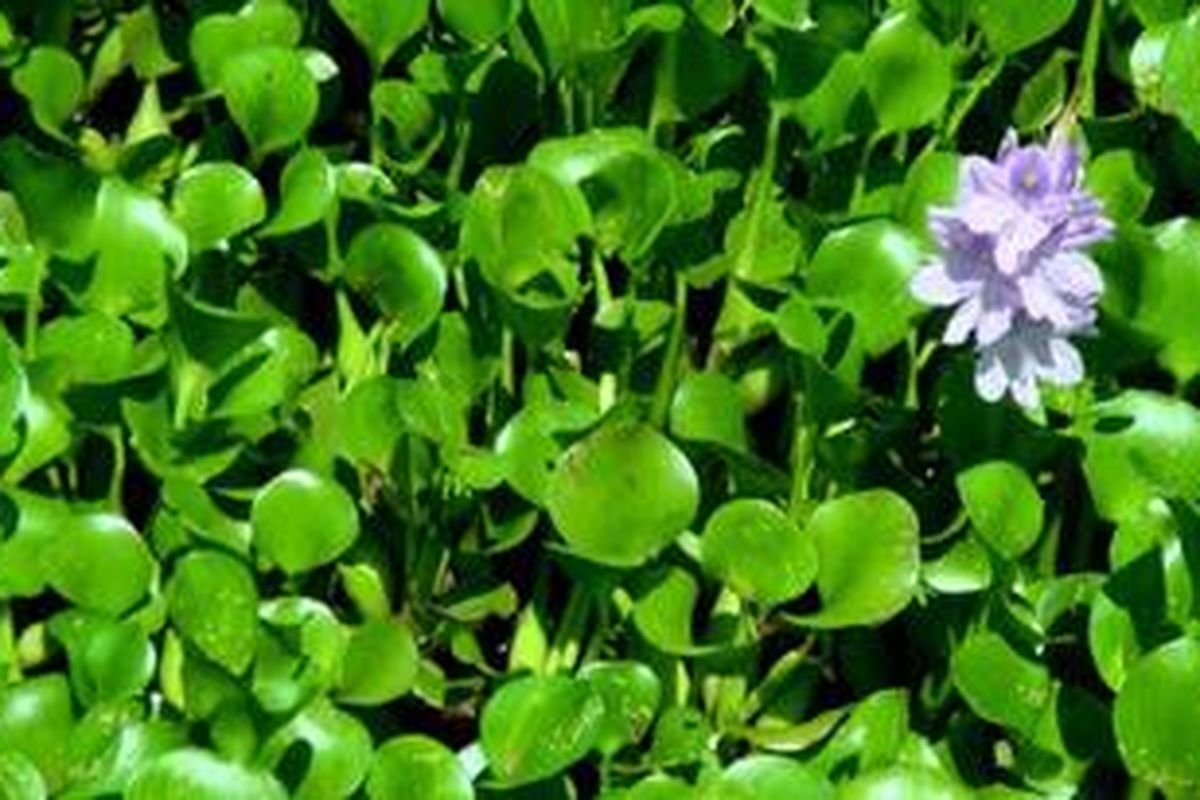 Untuk menempatkan enceng gondok, Anda harus rajin menyaringnya bila sudah terlalu banyak memenuhi air.