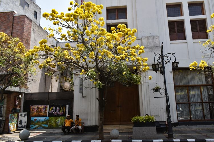 Tampak Bunga Tabebuya Bermekaran di Jalan Braga. Iklim kemarau di Kota Bandung menjadikan Bunga Tabebuya bermekaran, hal ini menjadi daya tarik wisata di Kota Bandung.