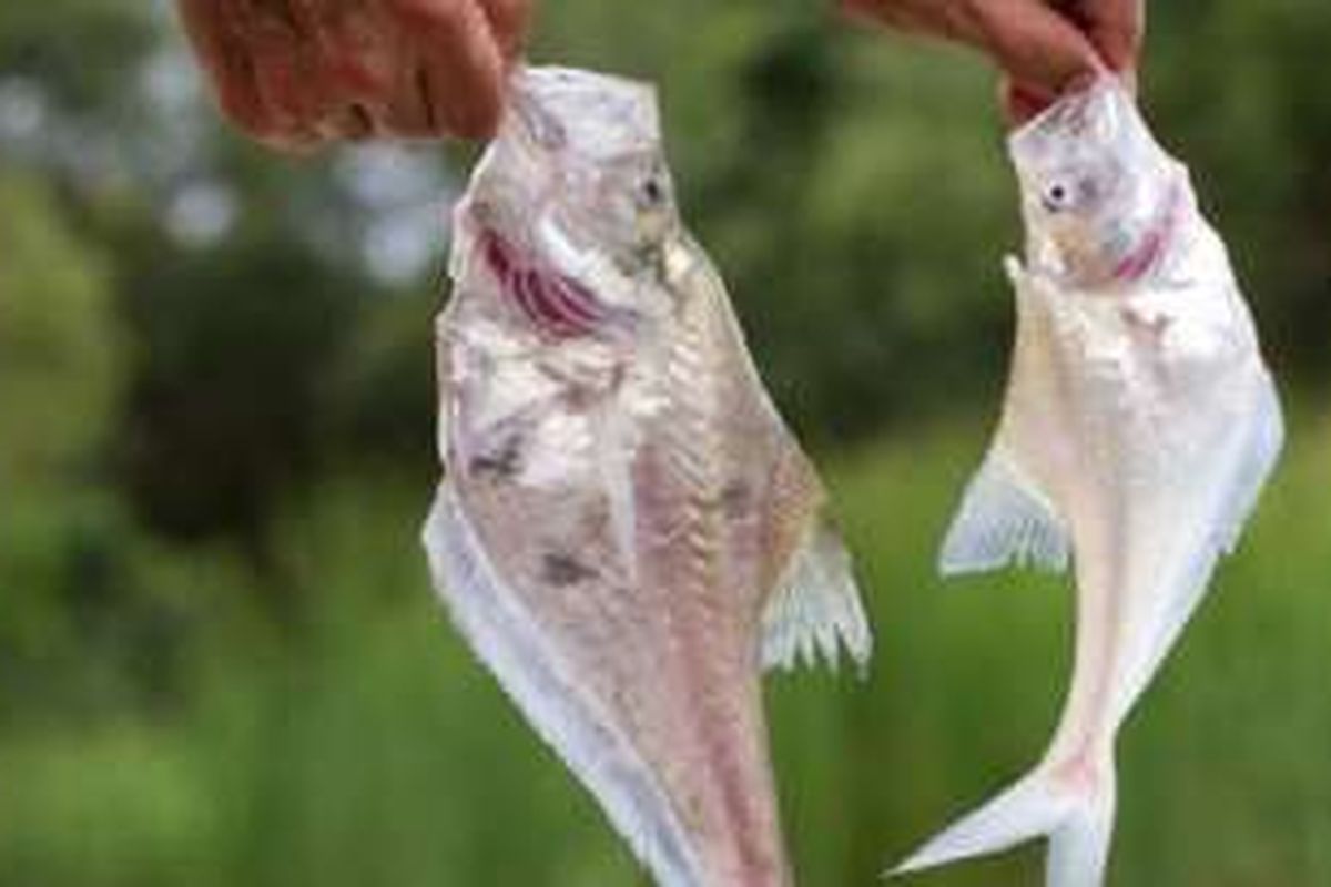 Ikan nurseryfish (Kurtus gulliveri) betina (kiri) dan jantan (kanan) di Sungai Adelaide. Perhatikan kait yang ada bagian kepala ikan jantan tempat menyimpan telur mereka.