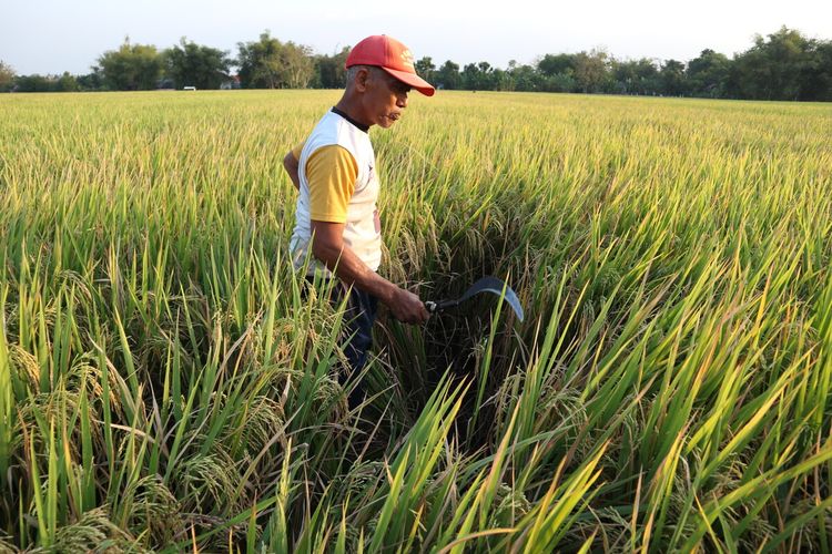 Petani dari Desa Tembelang, Kecamatan Tembelang, Kabupaten Jombang, Jawa Timur, menunjukkan beberapa bagian yang lahan yang terkena serangan hama wereng, Kamis (27/8/2020).