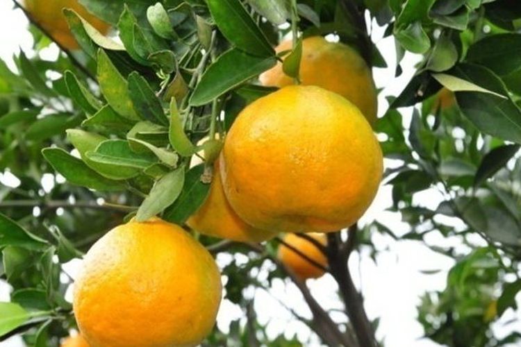 Ilustrasi buah jeruk keprok, pohon jeruk keprok.