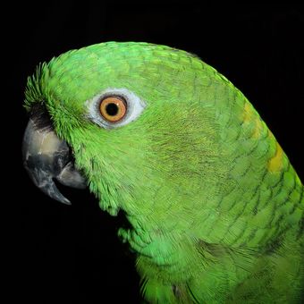 Ilustrasi burung Amazon parrot atau beo Amazon.