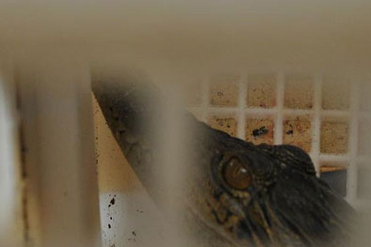 Anak buaya muara yang ditempatkan dalam keranjang plastik ini diserahkan oleh Balai Karantina Ikan, Pengendalian Mutu dan Keamanan Hasil Perikanan Balikpapan, Kaltim ke Balai Konservasi Sumber Daya Alam (BKSDA) Wilayah III Kaltim, Jumat (10/3/2017). Dua anak buaya dalam keranjang ini coba diselundupkan via kargo bandara di Balikpapan, Kamis (9/3/2017). 