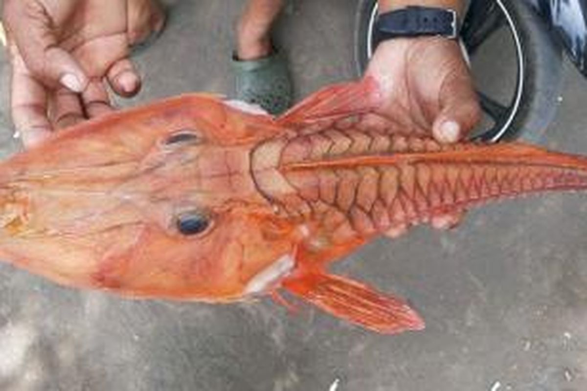 La Erna nelayan asal desa Kampung Baru, Kecamatan Banda, Kabupaten Maluku Tengah menunjukkan ikan misterius tangkapannya, Senin (28/9/2015). 