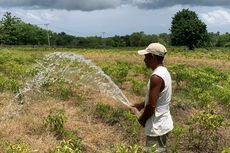 Pompa Listrik yang Mengubah Hidup Petani Cabai di Ujung Selatan Indonesia 