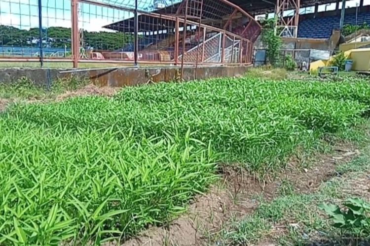 Kondisi Stadion Mattoanging Makassar yang juga kandang PSM Makassar yang jadi kebun mini setelah ditanami kangukung dan jenis sayuran lainnya, Rabu (20/5/2020).