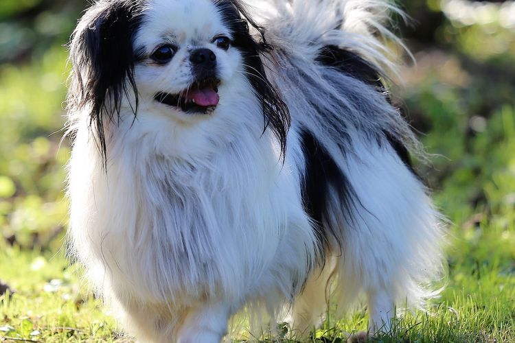 Ilustrasi ras anjing Japanese Chin.