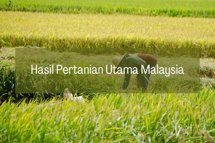 Malaysia memiliki hasil pertanian utama berupa kelapa sawit, padi, dan karet.