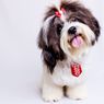 6 Ras Anjing Imut yang Bisa Dipelihara di Apartemen