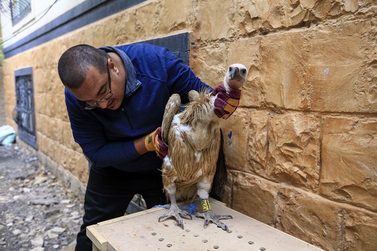 Hisham al-Hoot, perwakilan FWWF di Yaman, memeriksa Nelson si burung bangkai Bulgaria yang sempat ditangkap tentara pemerintah karena diduga mata-mata. 