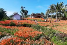 Kebun Bunga Amarilis di Gunungkidul Masih Tutup untuk Turis
