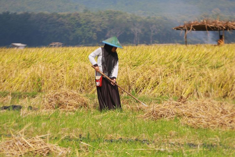 IPB Soroti Bias Gender di Sektor Pertanian: Perempuan Tani Masih Terpinggirkan