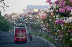 Ingin Menanam Pohon Tabebuya yang Mirip Bunga Sakura? Begini Caranya