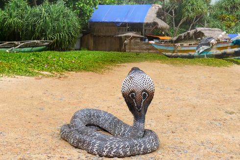 Bukan Cuma Satu, Terdapat 4 Spesies King Cobra di Dunia