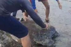 Terdampar di Pantai Selatan Tasikmalaya, Penyu Hijau 1,5 Meter Diselamatkan Warga