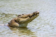 Nelayan di NTT Tewas Diterkam Buaya, Korban Sempat Panjat Pohon Bakau