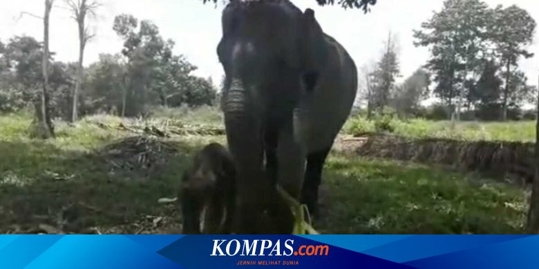 Gajah Betina yang Terluka Parah akibat Jerat Akhirnya Melahirkan