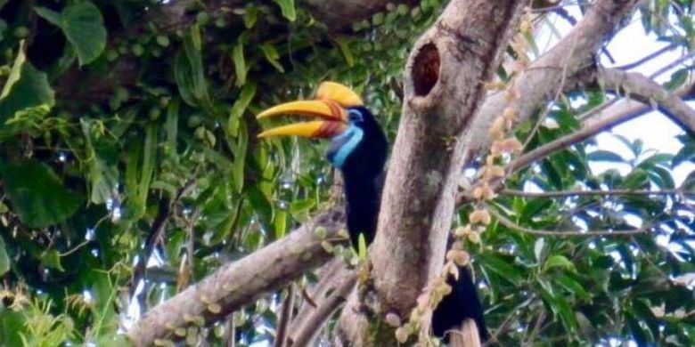 Burung Julang Satwa Endemik Sulawesi Yang Populasinya Terus