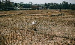 Hadapi El Nino, Ekonom Sarankan Petani Gunakan Asuransi Pertanian