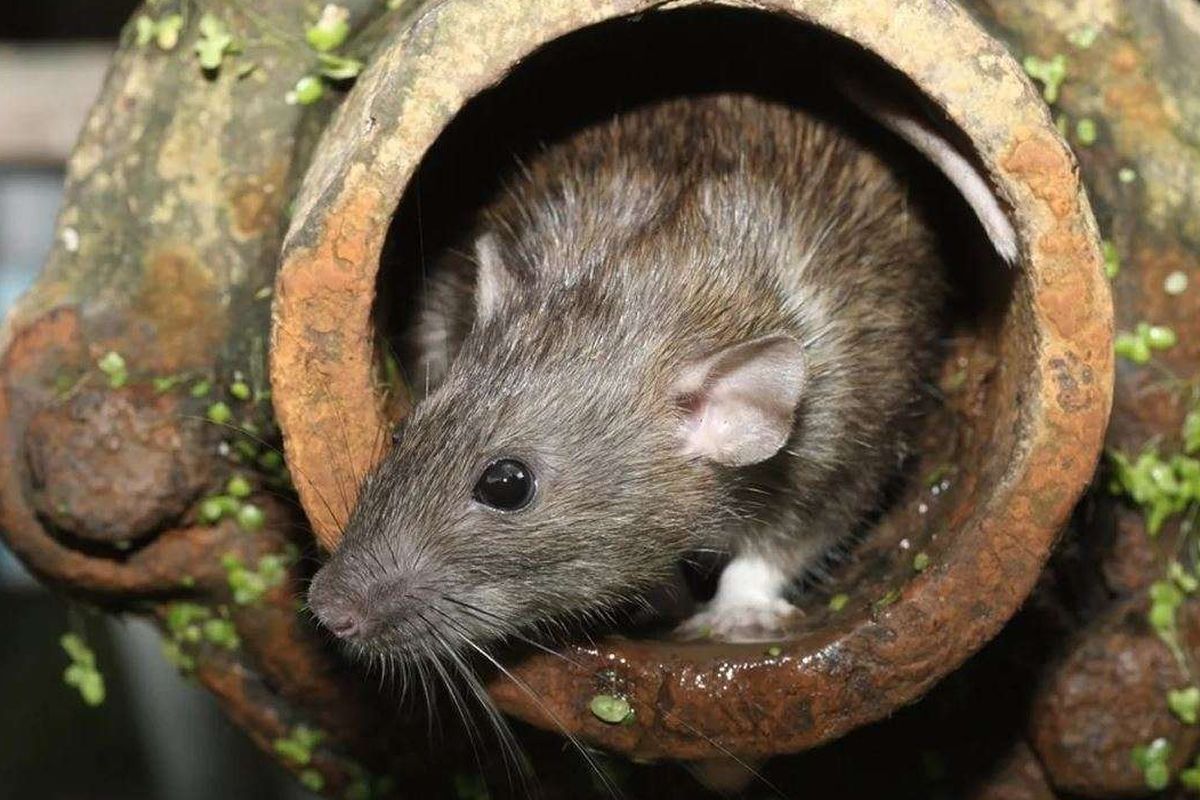 Ilustrasi tikus got