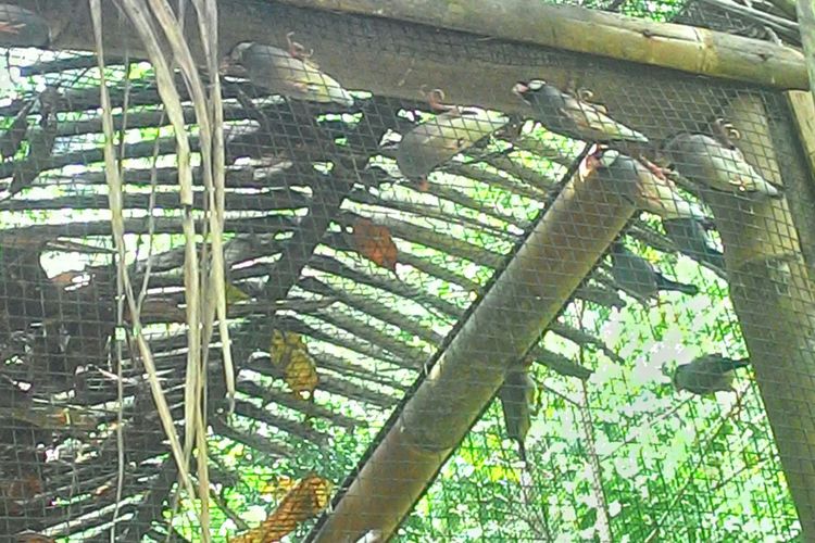 Pelepasliaran Gelatik Jawa di hutan Desa Jatimulyo, Girimulyo, Kulon Progo, DI Yogakarta, Sabtu (13/10/2018). Puluhan gelatik dilepasliarkan. 