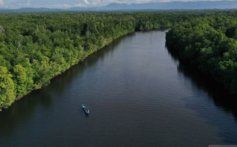 Indonesia's Southeast Sulawesi to Rehabilitate 25 Hectares of Mangrove Forests