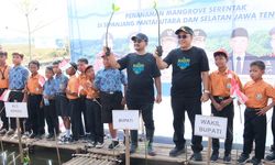Dukung Program Mageri Segoro se-Jateng, Pemkab Pemalang Tanam 134.000 Batang Mangrove