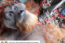 Viral, Foto Orangutan Tapanuli Terluka Saat Nyasar di Ladang Buah Warga