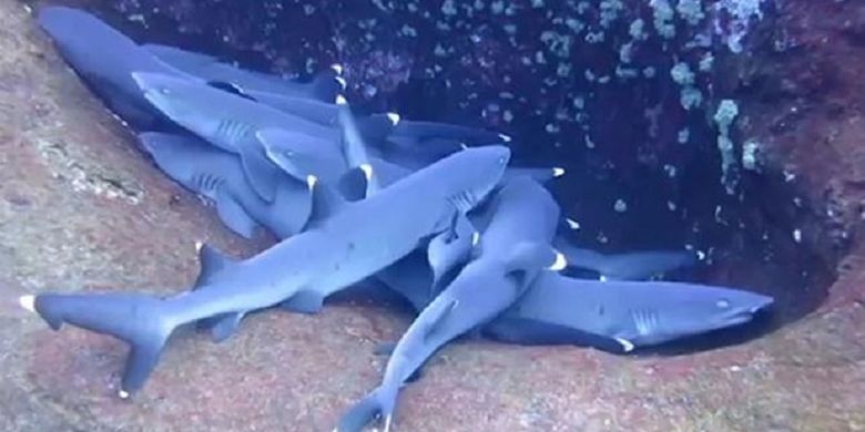 Para penyelam menangkap cuplikan hiu karang (Triaenodon obesus), atau juga disebut hiu sirip-putih berkerumun di dasar laut dekat gua bawah laut. 
