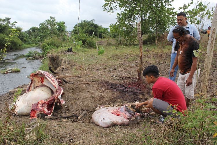 Kerbau hamil di Lumajang dicuri dan langsung dijagal ditempat, Kamis (15/9/2022)