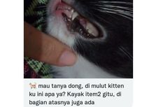 Muncul Bercak Hitam di Mulut Kucing, Apakah Berbahaya?