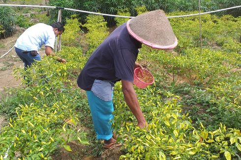 Mengolah Cacing Merah Jadi Pundi-pundi Rupiah, Kisah Petani Desa Rejosari Riau (2)