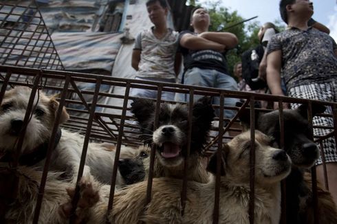 China Golongkan Anjing sebagai Peliharaan, Bukan Makanan