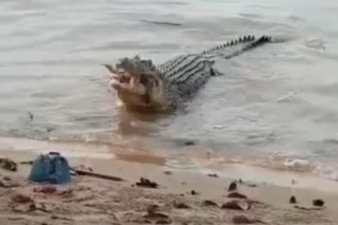 Buaya 4 Meter Kerap Muncul di Pantai Toboali Babel untuk Cari Makan di Depan Banyak Orang