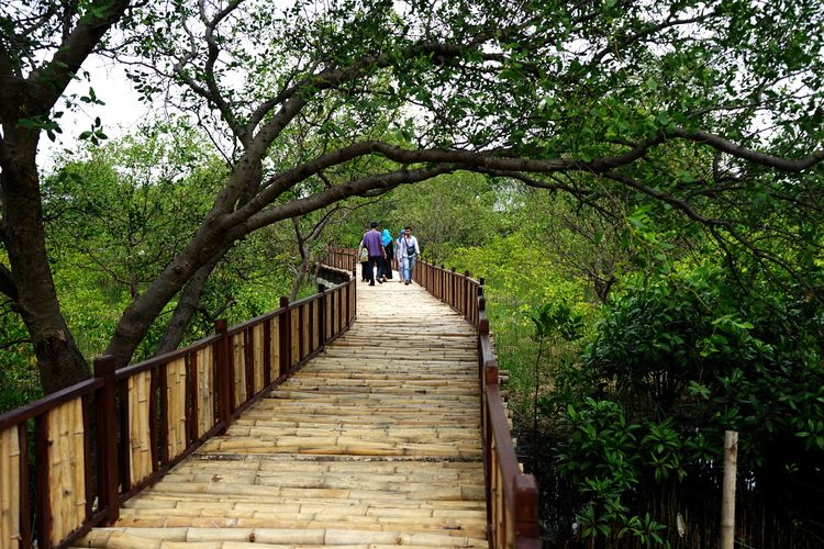 Ekowisata Mangrove Wonorejo Surabaya