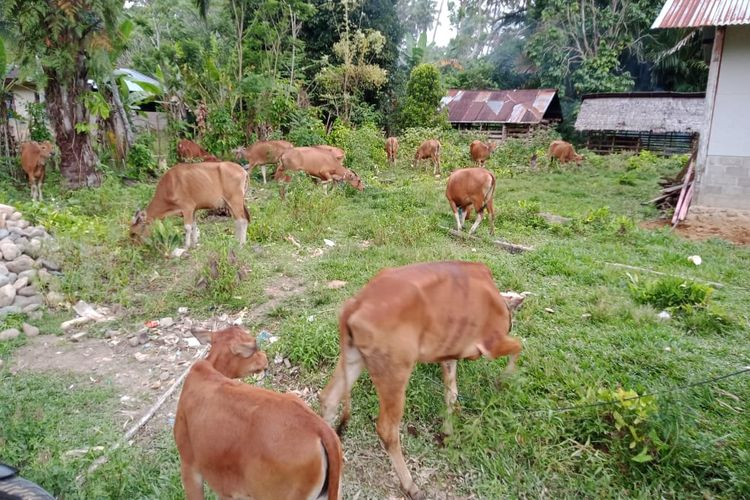 Proyek pengadaan sapi dan kambing di Dinas Peternakan dan Kesehatan Hewan Provinsi Sumatera Barat mendapat sorotan. Pasalnya, sapi yang tiba untuk kelompok tani kurus, sementara kambingnya dari 40 yang datang dalam seminggu 12 ekor mati.