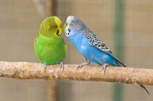 Jangan Asal, Ini 5 Cara Mengetahui Jenis Kelamin Burung Parkit